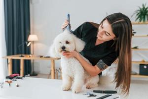 Fluffy hair. Cute little dog is in the grooming studio photo