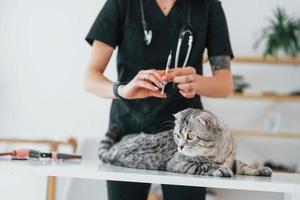 With syringe. Conception of vaccination. Scottish fold cat is in the grooming salon with female veterinarian photo