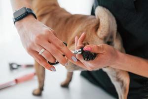 Cutting the nails by using scissors. Pug is in the grooming salon with veterinarian that is in black clothes photo