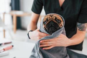 el perro está en la toalla después del lavado. pug está en el salón de aseo con un veterinario que está vestido de negro foto