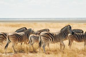 Eating and walking. Zebras in the wildlife at daytime photo