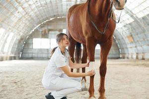 Bandaging wounds on the knee. Female doctor in white coat is with horse on a stable photo