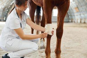 Bandaging wounds on the knee. Female doctor in white coat is with horse on a stable photo