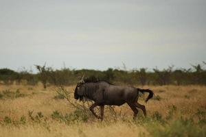 el búfalo está en la vida silvestre durante el día foto