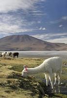 Alpaca grazing in the beautiful landscape of Salar de Uyuni, Bolivia photo