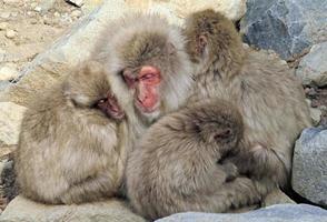 Japanese snow monkey family cuddling up and sleeping in national park photo