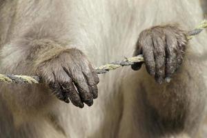 Close-up of hands of a Japanese snow monkey in national park photo