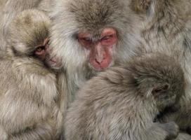Japanese snow monkey family cuddling up and sleeping in national park photo