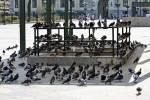 Pigeons escaping the sun in Athens, Greece, during a heat wave photo