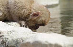 Japanese snow monkey in national park drinking water photo