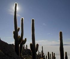 The famous Cactus Island in the Uyuni salt flats of Bolivia photo