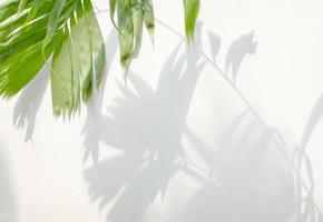 Tropical leaves branch with shadow on white wall background photo