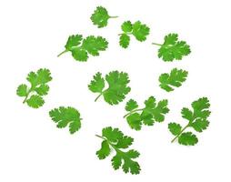 Coriander leaf isolated on white background. Top view photo