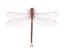 Dragonfly isolated on white background. Top view photo