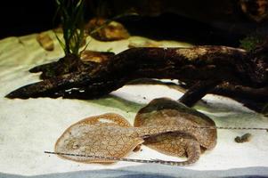 dos peces de rayas en el acuario del zoológico. foto