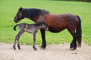 niño caballo con madre en arboleda verde. foto