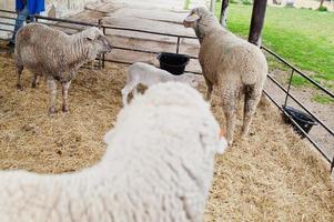 Group of sheep in eco farm. photo