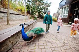 Kids walking with peacock at zoo. photo