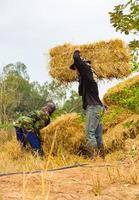 Farmer carrying straw Thailand. photo