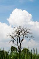 Leafless tree with fluffy clouds. photo