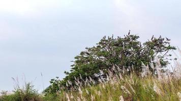 A group of open-mouthed birds living on top of the tree. photo