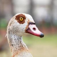 Portrait of the nile goose in profile photo