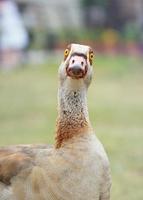 Portrait of a funny nile goose looking at the camera photo