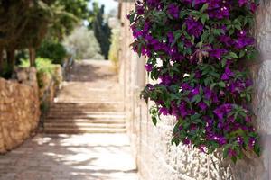 Flowers of bougainvillea hanging on ancient stone wall with blurred stone steps on the background in summer day in Jerusalem, israel