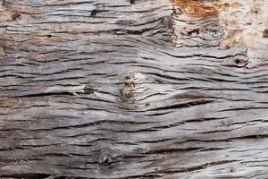 Texture of a bark of a tree macro background photo