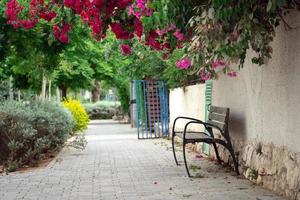 Bench standing near a wall with bougainvillea branches with flowers hanging from the top photo