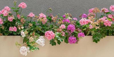 Flower background with beatiful flowers on the snone wall photo