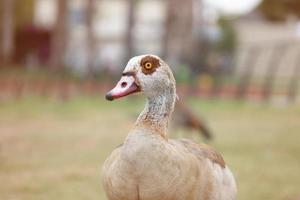 Nile goose in the national park of Ramat-Gan, Israel photo