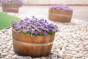 Purple flowers in wooden barrels decorate israeli streets photo