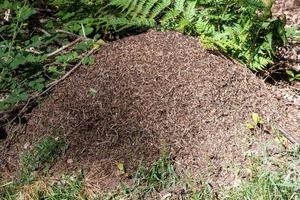 ants heap in forest photo