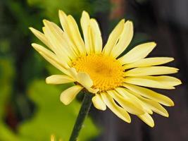 yellow flower of an  Anthemis tinktoria photo