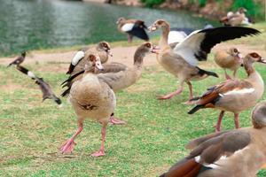 Group of nile gooses in motion in the national park of Ramat-Gan, Israel photo