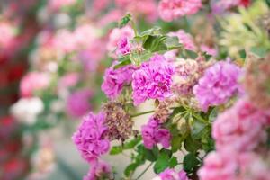 Beautiful pink decorative flowers outdoors background photo