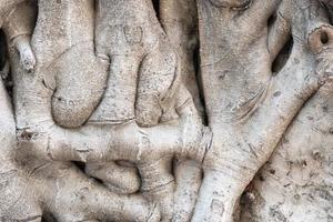 Background with banyan tree trunk close up photo