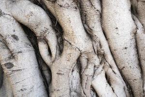 Background with banyan tree trunk close up photo