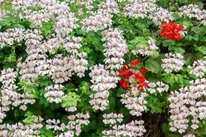 Background with a green bush blossoming with white and red flowers photo