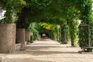 long beautiful alley with tree arches photo