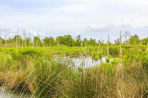 Bog moor swamp pond river lake green plants forest Germany. photo