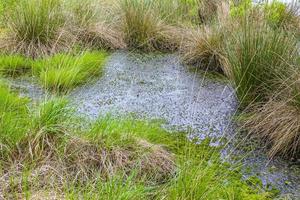 Bog moor swamp pond river lake green plants forest Germany. photo