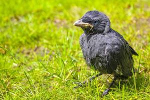 Black crow jackdaw with blue eyes sitting in green grass. photo