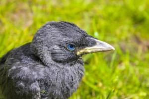 Black crow jackdaw with blue eyes sitting in green grass. photo