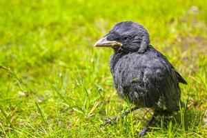 Black crow jackdaw with blue eyes sitting in green grass. photo