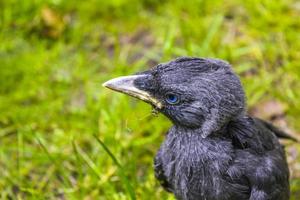 Black crow jackdaw with blue eyes sitting in green grass. photo