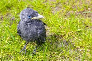 Black crow jackdaw with blue eyes sitting in green grass. photo