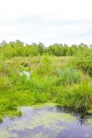 Bog moor swamp pond river lake green plants forest Germany. photo