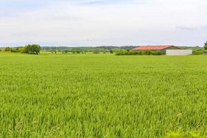 North German agricultural field forest trees nature landscape panorama Germany. photo